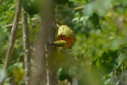 Image of Small Lifou White-eye