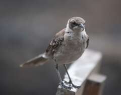 Image of Galapagos Mockingbird