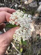 Image of Texas milkweed