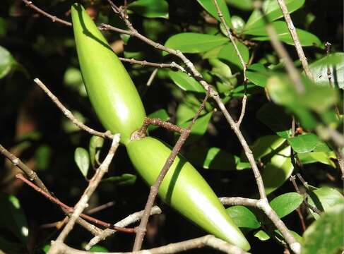 Слика од Strophanthus divaricatus (Lour.) Hook. & Arnott