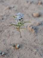 Image of sanddune ipomopsis