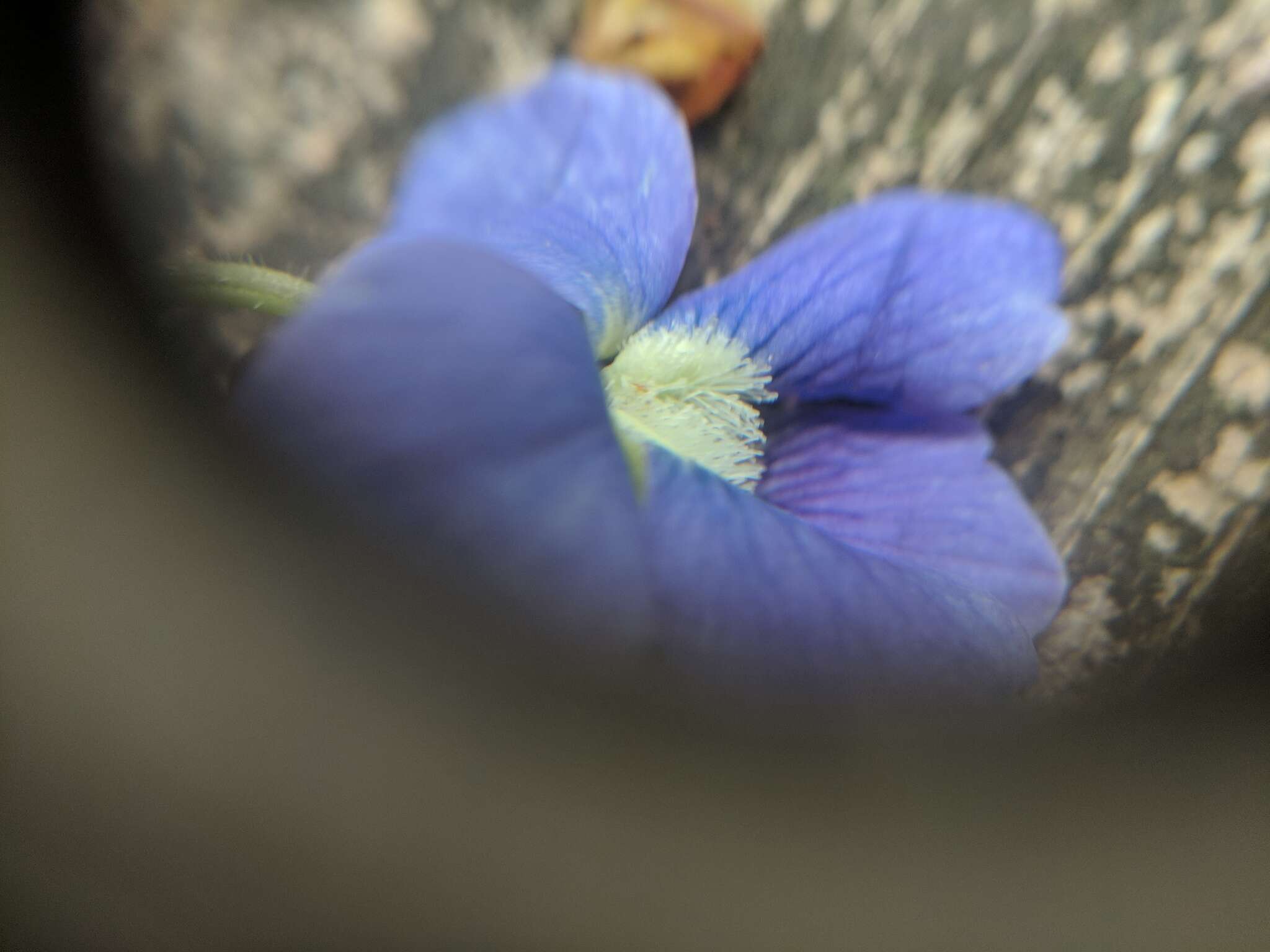 Image of common blue violet