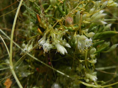 Image of Cuscuta californica var. californica