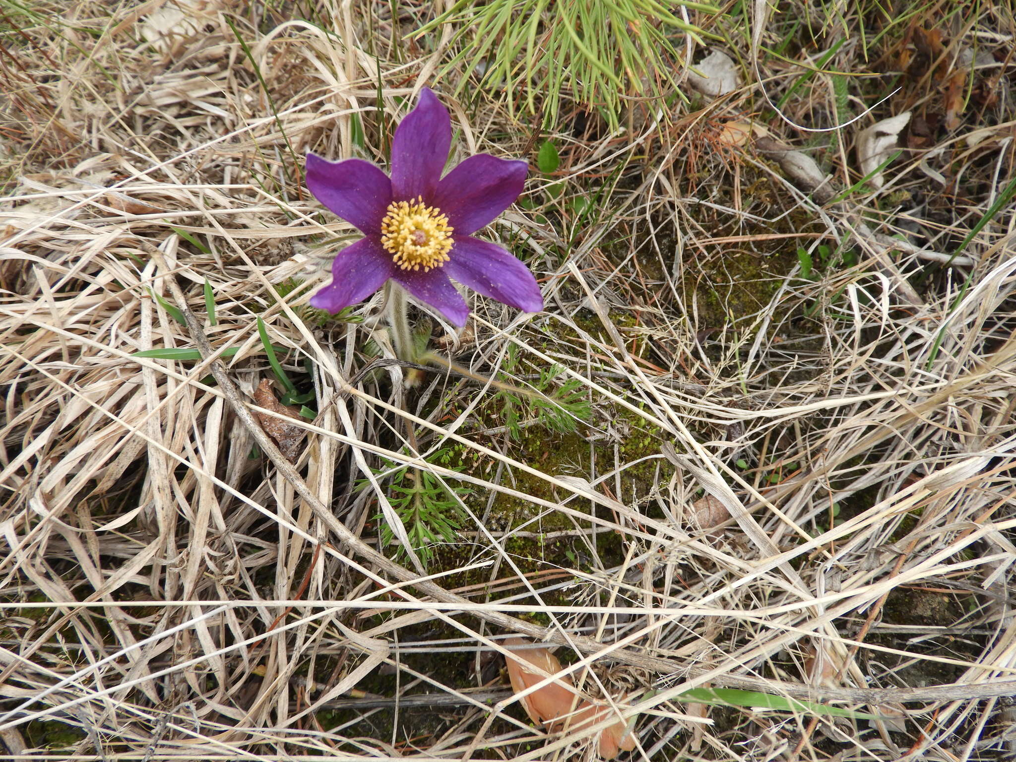 Imagem de Pulsatilla turczaninovii Krylov & Serg.