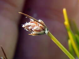 Image of Ficinia paradoxa (Schrad.) Nees