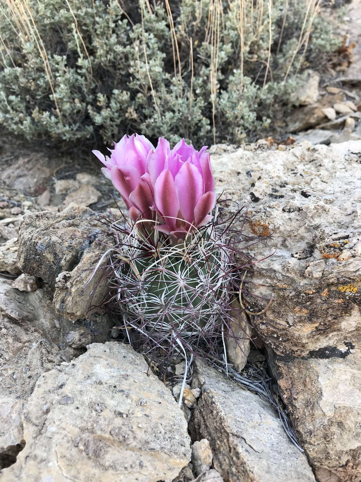 Image de Sclerocactus polyancistrus (Engelm. & J. M. Bigelow) Britton & Rose