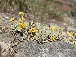 Image of frosted buckwheat