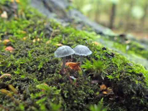 Image of Mycena pseudocorticola Kühner 1938