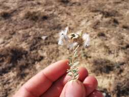 Image de Reaumuria alternifolia (Labill.) Britten