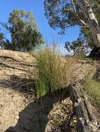 Imagem de Cyperus gymnocaulos Steud.