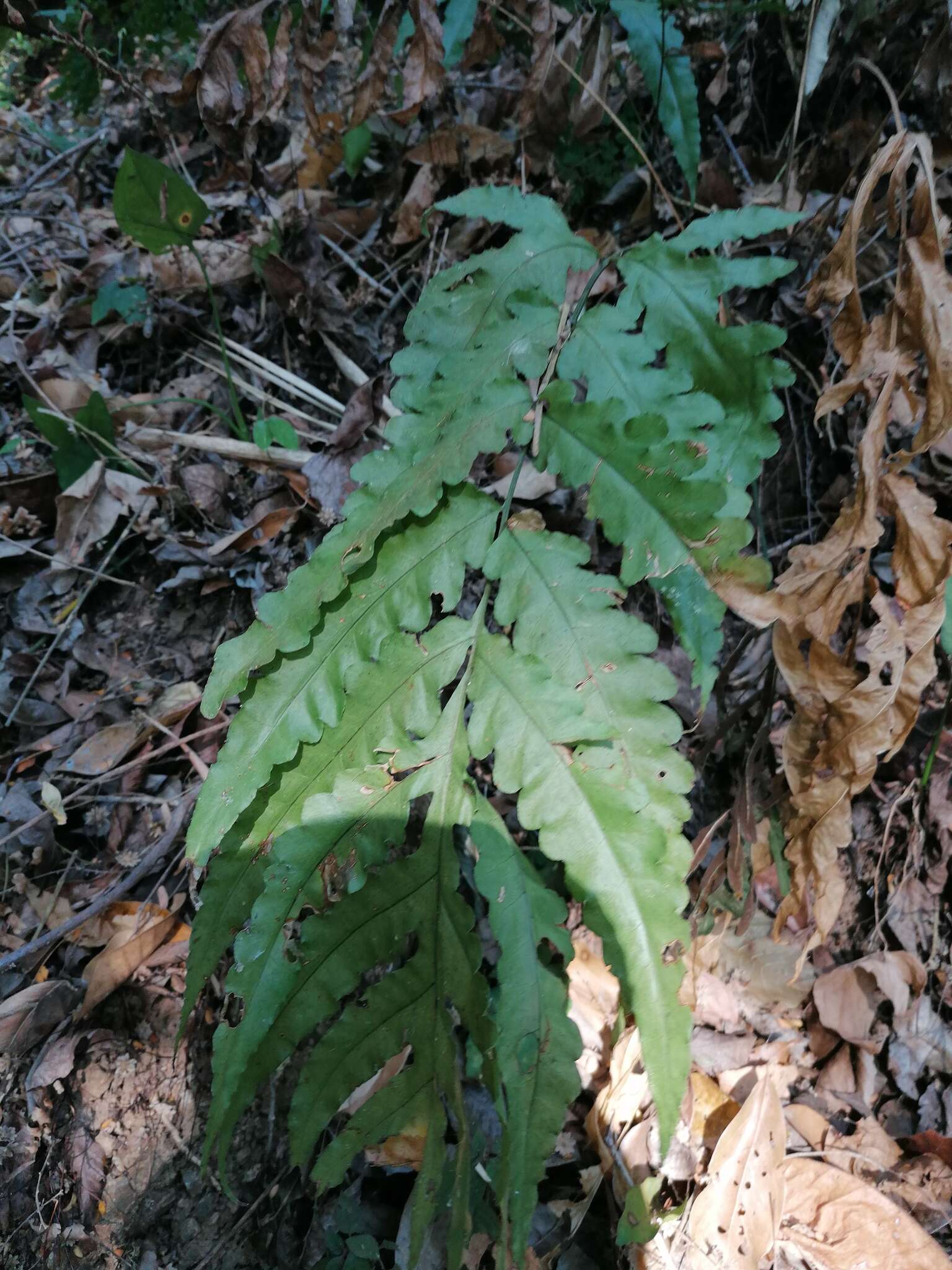 Image of Tectaria mexicana (Fée) C. V. Morton