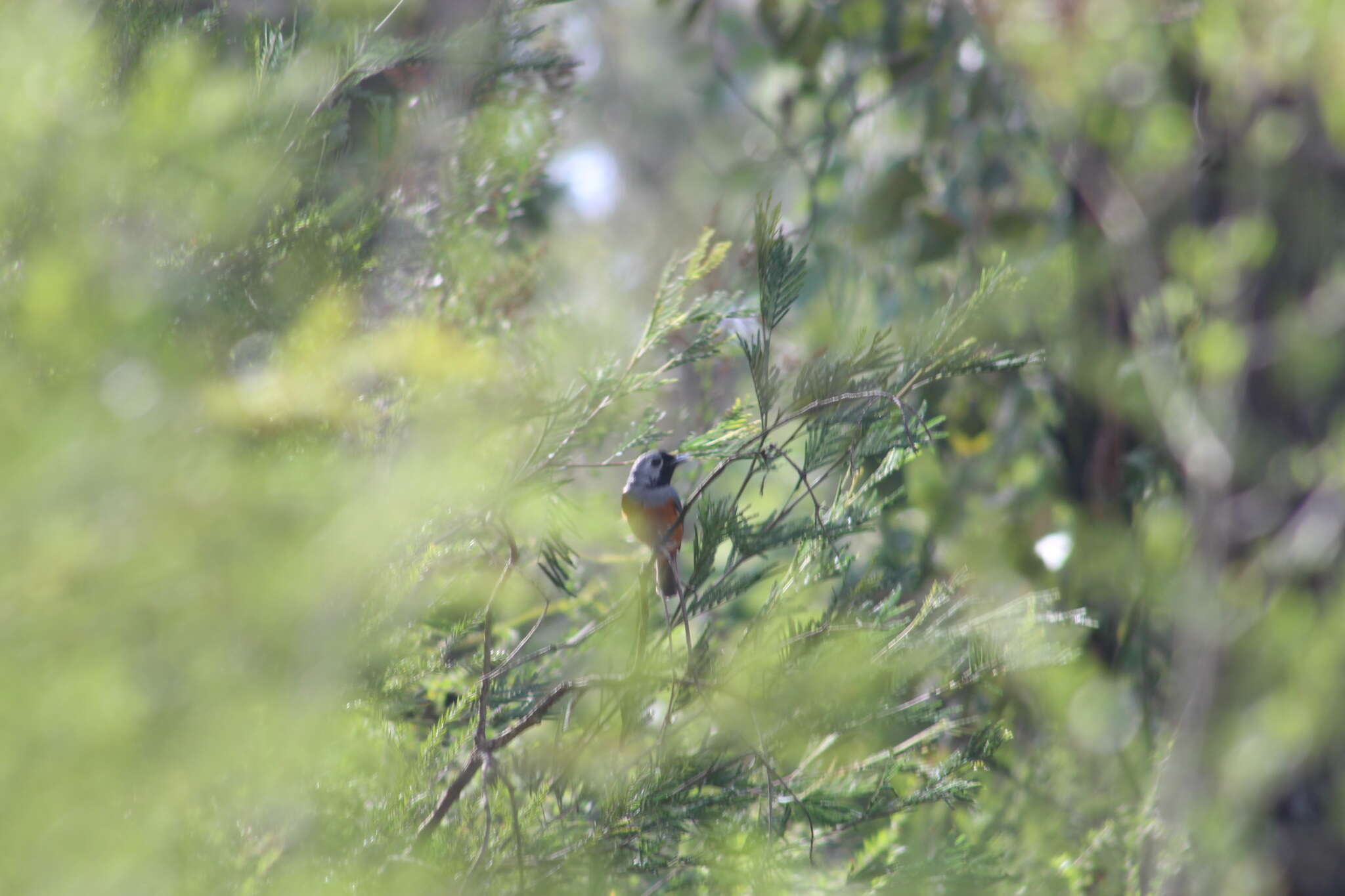 Image of Black-faced Monarch