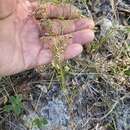 Image of pineland nailwort