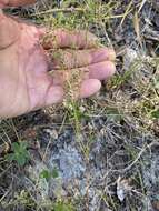 Image of pineland nailwort