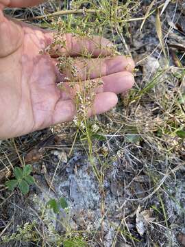 Image of pineland nailwort