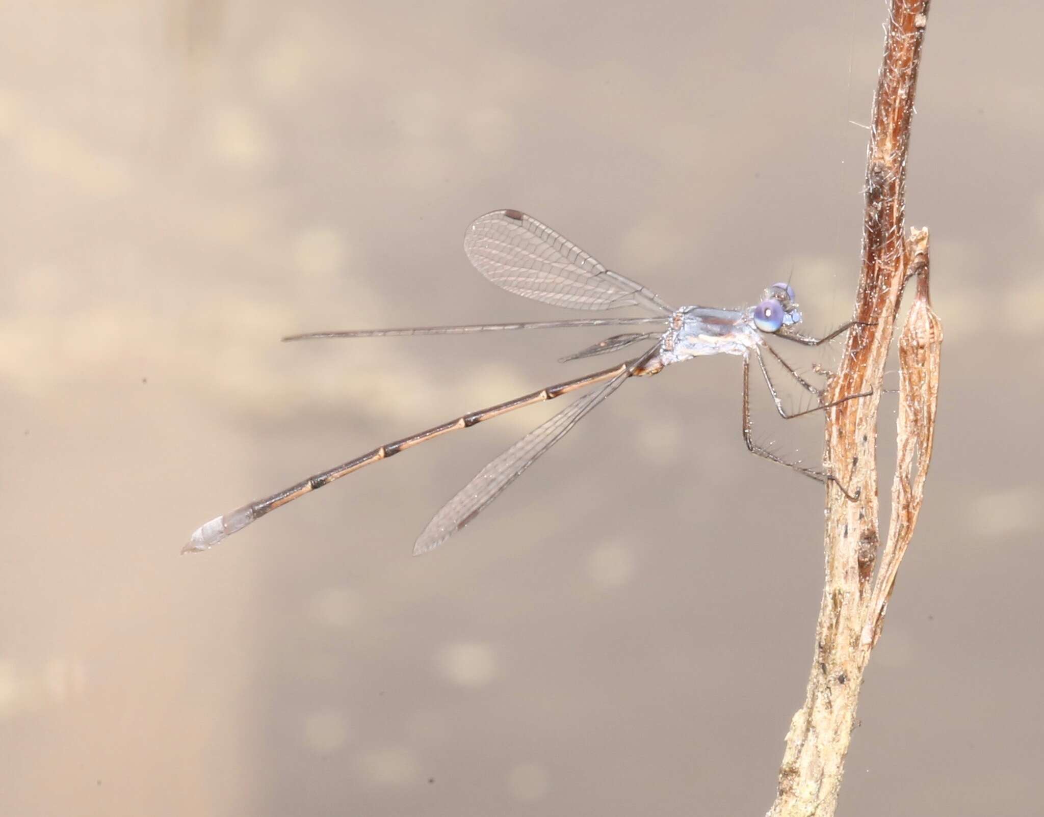 Image of Carolina Spreadwing