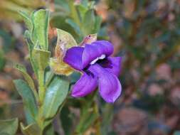 Image of Eremophila willsii F. Muell.