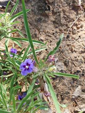 Image of Carpet flower