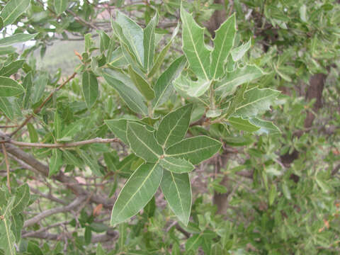 صورة Quercus emoryi Torr.