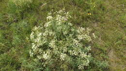 Saposhnikovia divaricata (Turcz.) Schischk. resmi