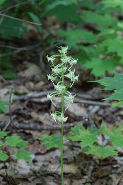 Слика од Platanthera orbiculata var. macrophylla (Goldie) Luer