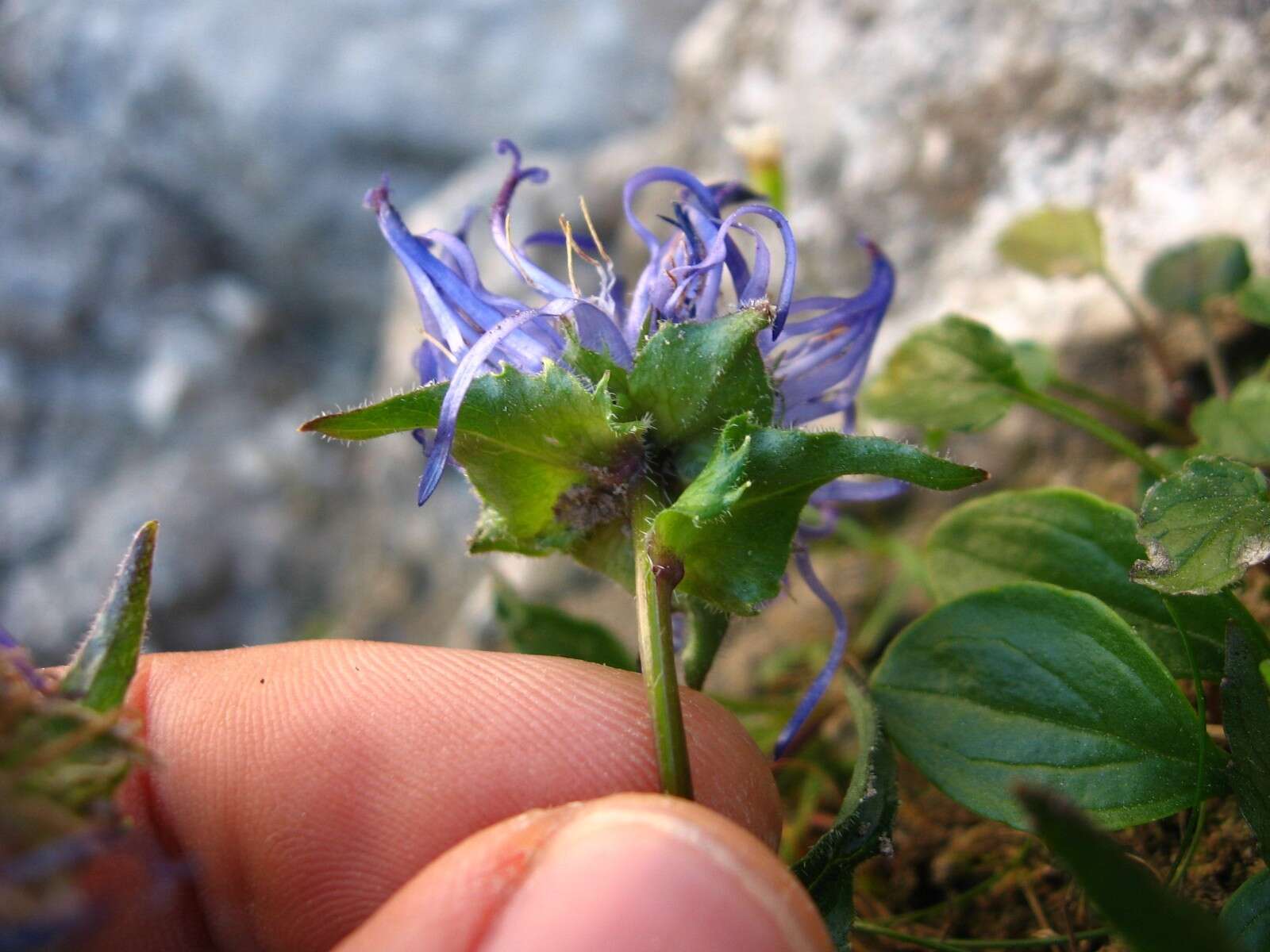 Imagem de Phyteuma sieberi Spreng.