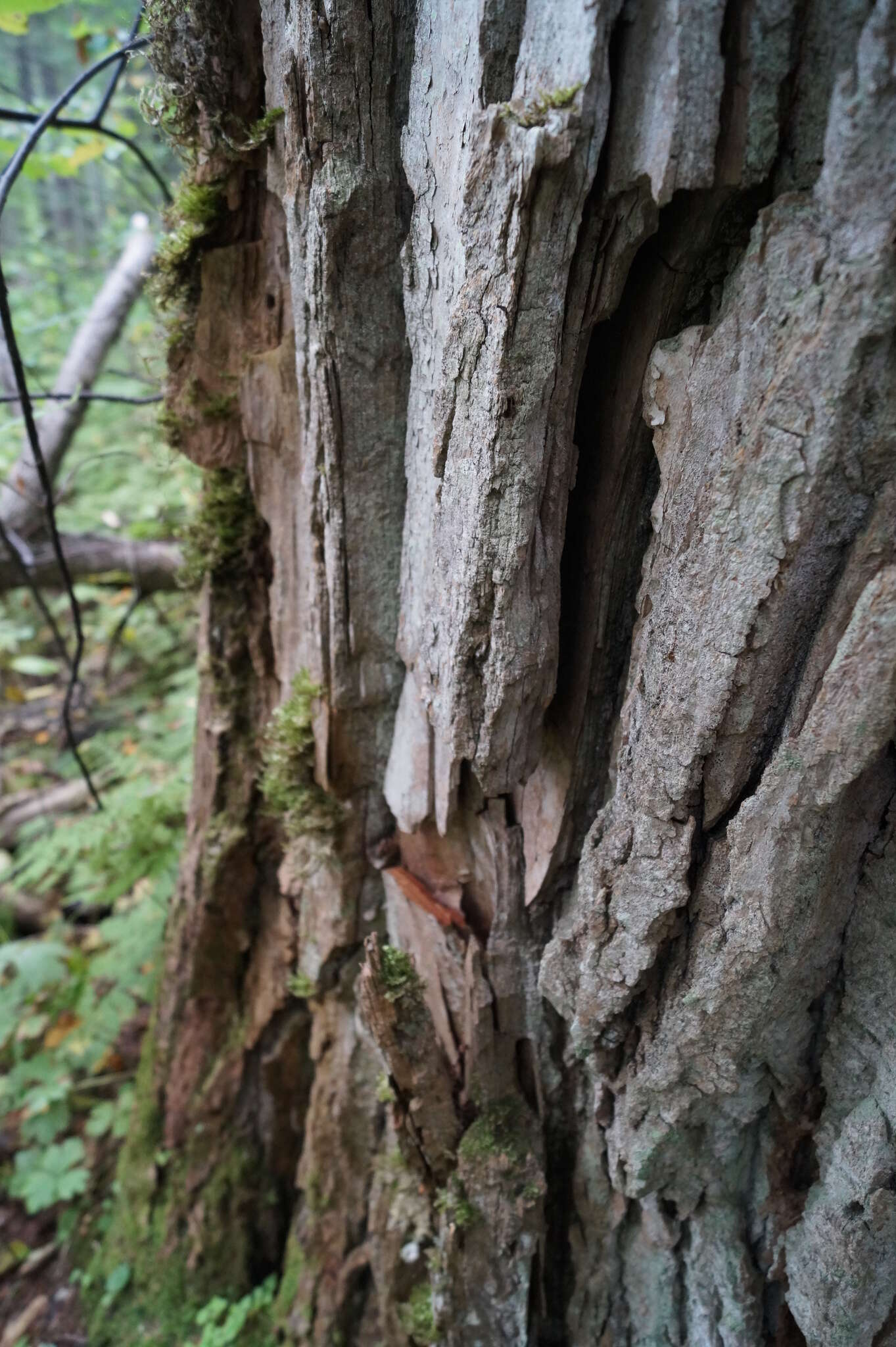 Image of Populus laurifolia Ledeb.