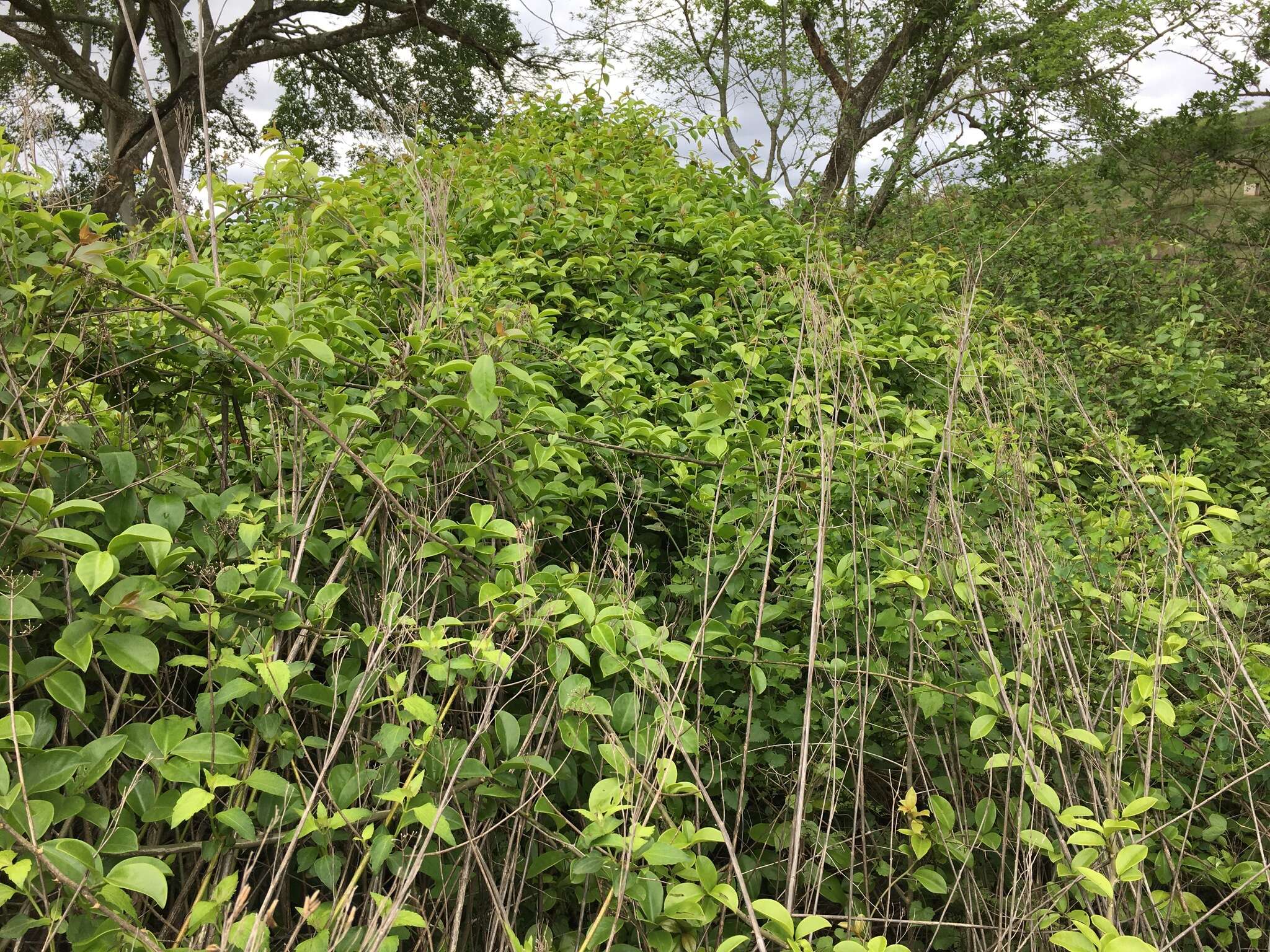 Image of Barbados shrub