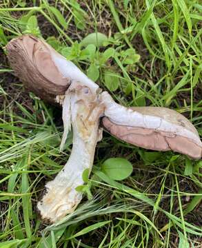 Image de Agaric rubicond