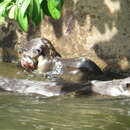 Image of Indian Smooth-coated Otter