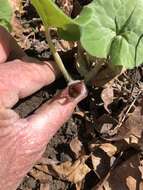 Image of Asarum canadense var. canadense