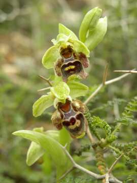 Image of Ophrys umbilicata subsp. flavomarginata (Renz) Faurh.