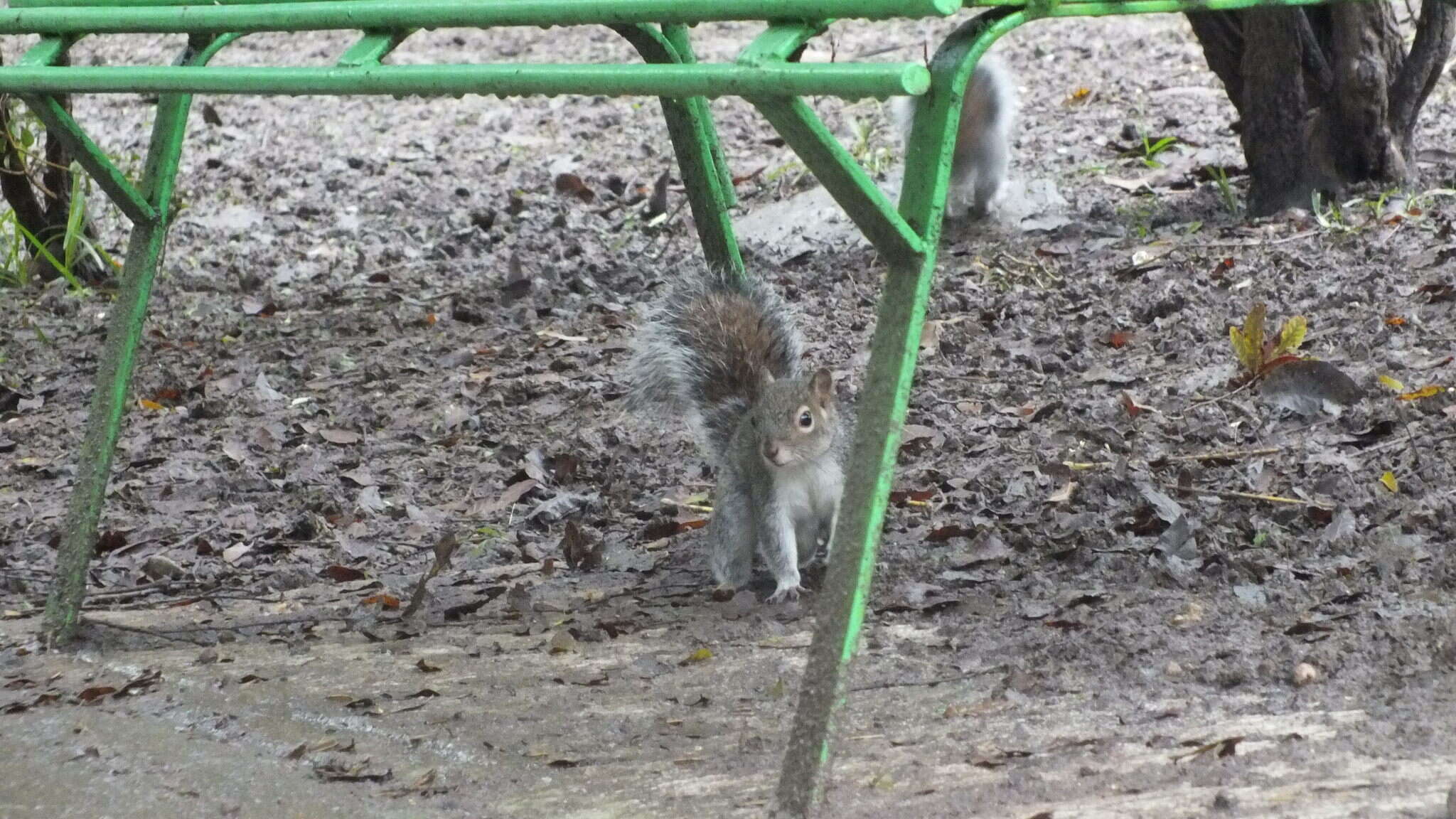 Image of Allen's Squirrel