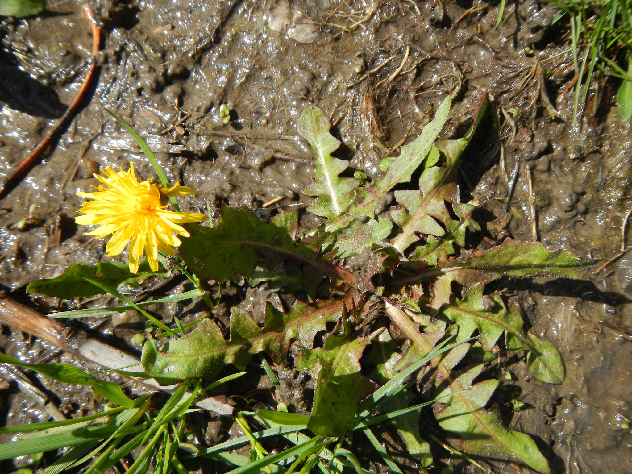 Plancia ëd Taraxacum palustre (Lyons) Symons