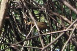 Image of Spot-breasted Wren