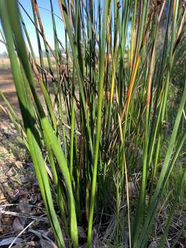 Image of Juncus kraussii subsp. australiensis (Buch.) S. Snogerup