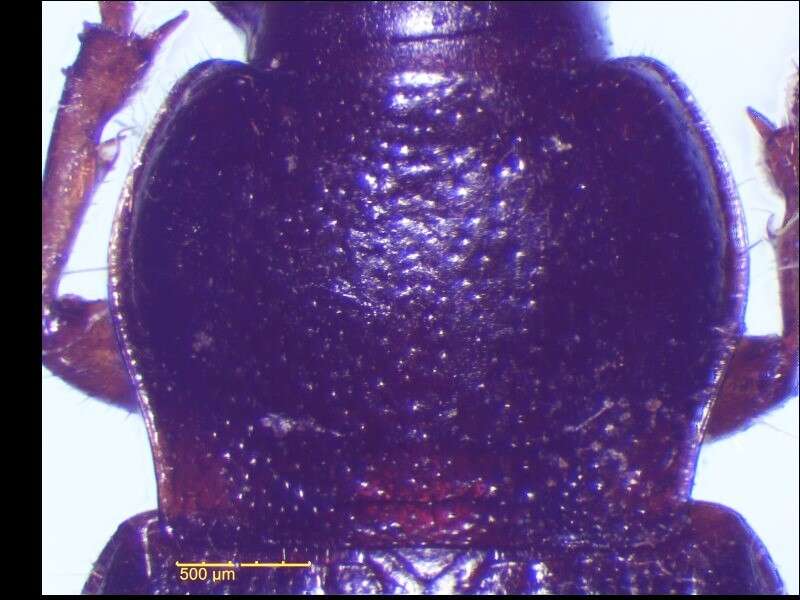 Image of Ground beetle