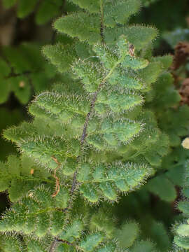 Image of Cooper's lipfern