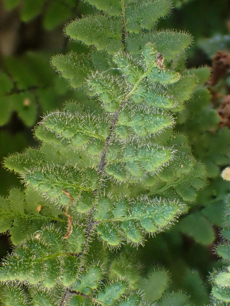 Plancia ëd Myriopteris cooperae (D. C. Eat.) Grusz & Windham