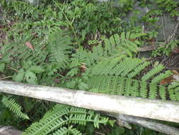 Imagem de Pteris tripartita Sw.