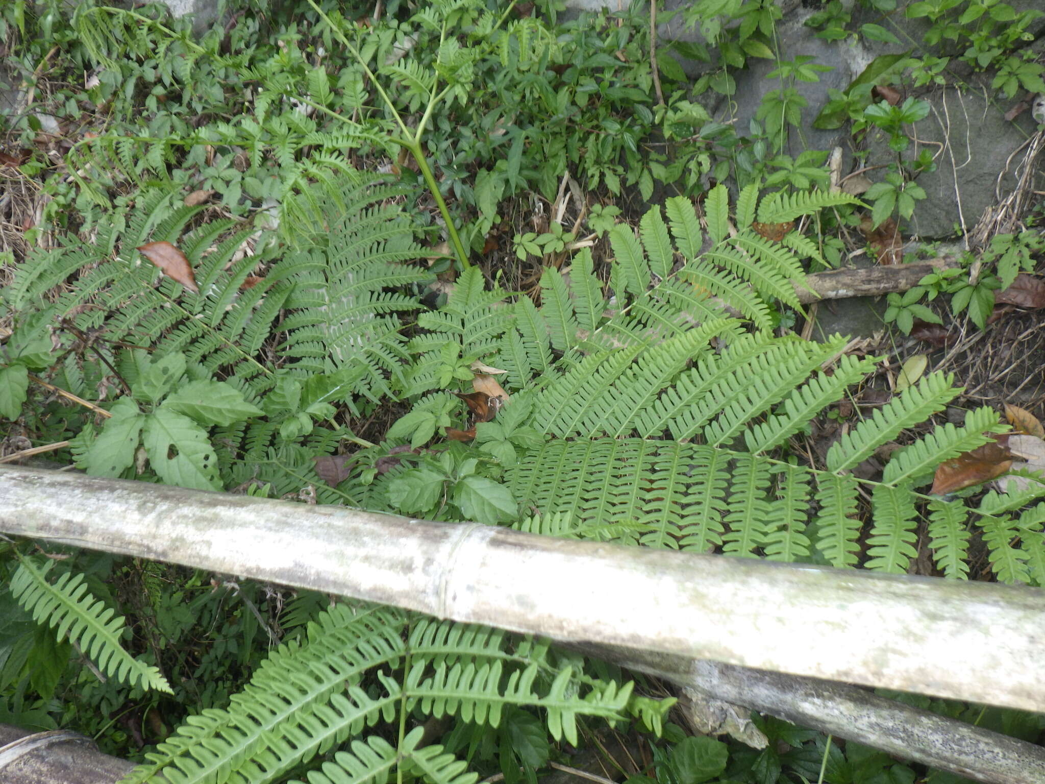 Pteris tripartita Sw. resmi