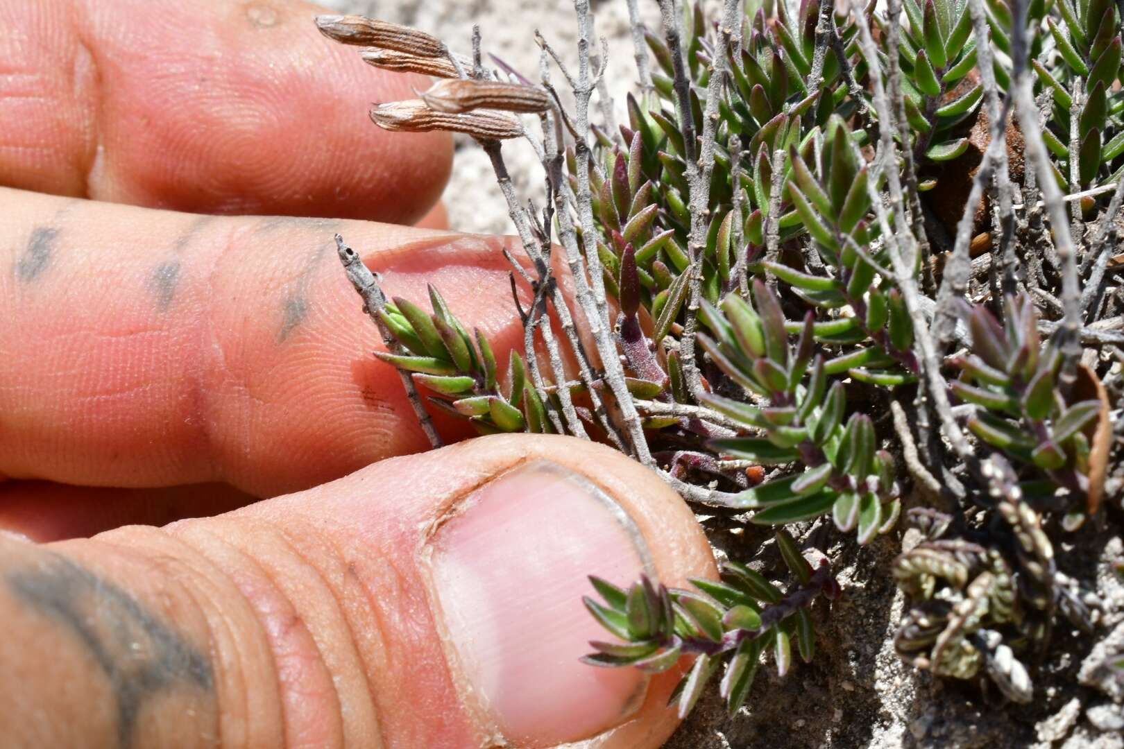 صورة Hedeoma ciliolata (Epling & W. S. Stewart) R. S. Irving