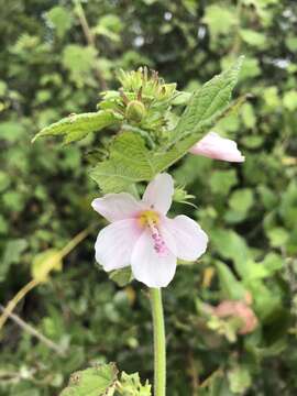 Image of Pink pavonia