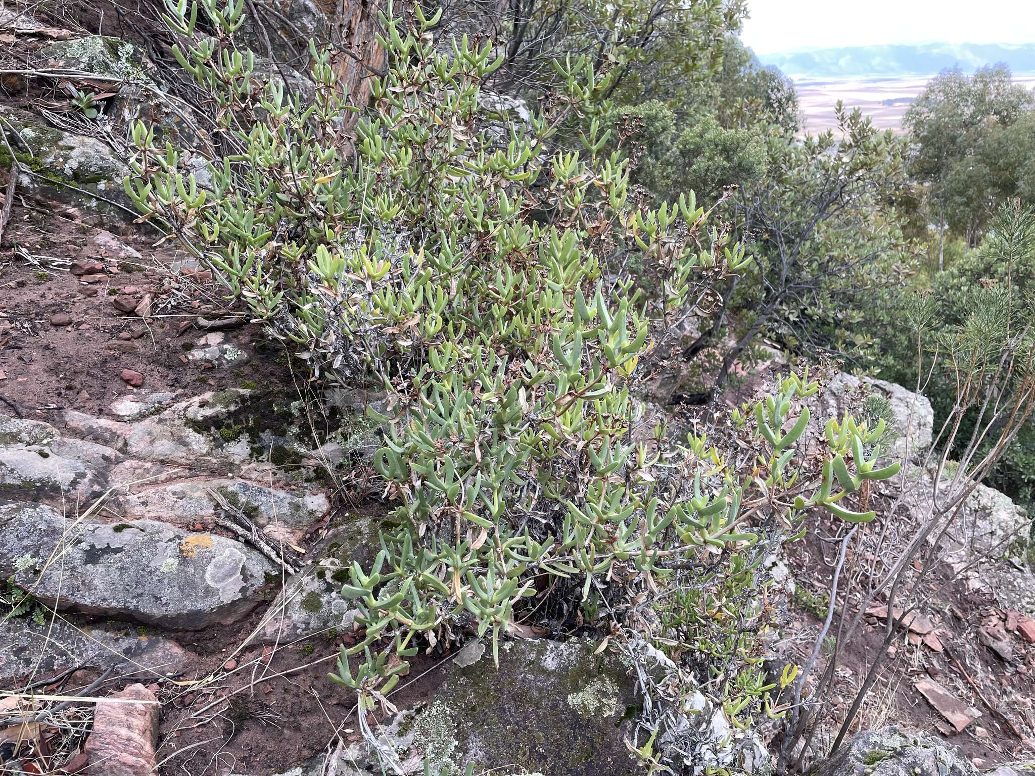 Imagem de Ruschia strubeniae (L. Bol.) Schwant. apud Jacobsen