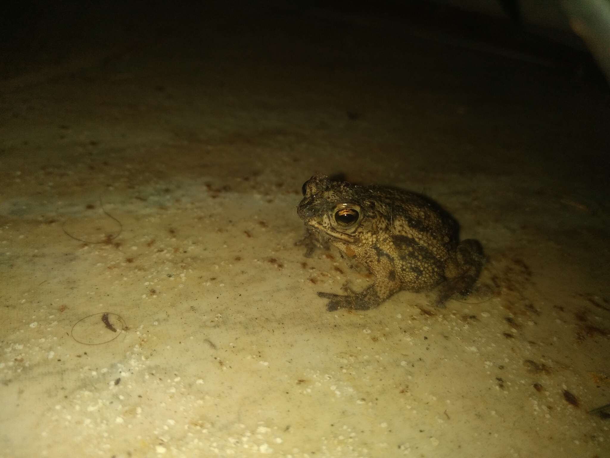 Image of Rhinella pygmaea (Myers & Carvalho 1952)