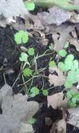 Hydrocotyle americana var. heteromeria (A. Rich.) Kirk resmi