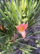 Image of Eremophila oldfieldii subsp. angustifolia (S. Moore) Chinnock