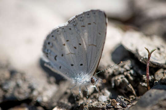 Image of Celastrina lavendularis himilcon (Fruhstorfer 1909)