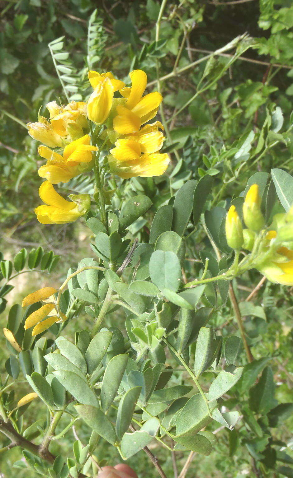 Imagem de Calpurnia villosa Harv.