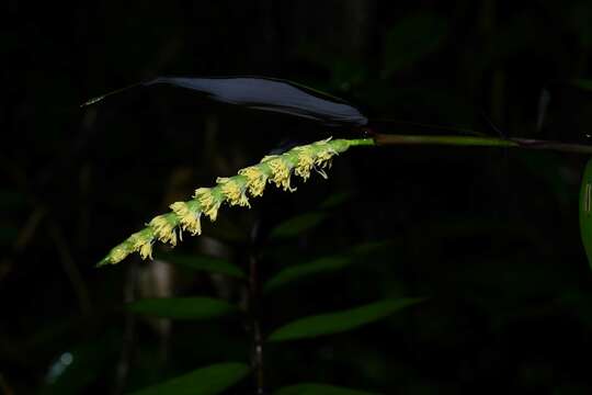 Image de Pariana campestris Aubl.